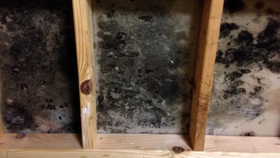Dense mould growth across a wall cavity surface between bare wooden studs