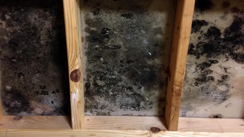 Dense mould growth across a wall cavity surface between bare wooden studs